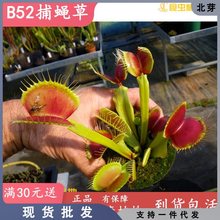 B52捕蝇草【食虫植物大夹子大型驱蚊盆栽绿植品种纯包邮捕虫草】