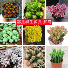 ���^Ⱥ������ֲ�����ɏ����¹�Ǻ��ı��~ɏ��С��õ���X��������