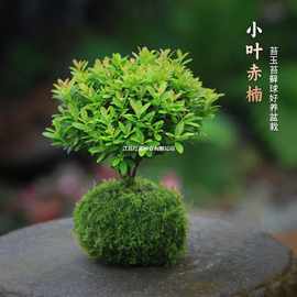 小叶赤楠盆栽水培苔藓球迷你小盆景植物室内办公室桌面摆件绿植
