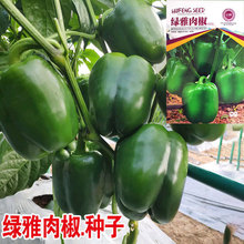 大甜椒种子厂家批发菜园农交菜椒青椒灯笼椒辣椒种籽孑