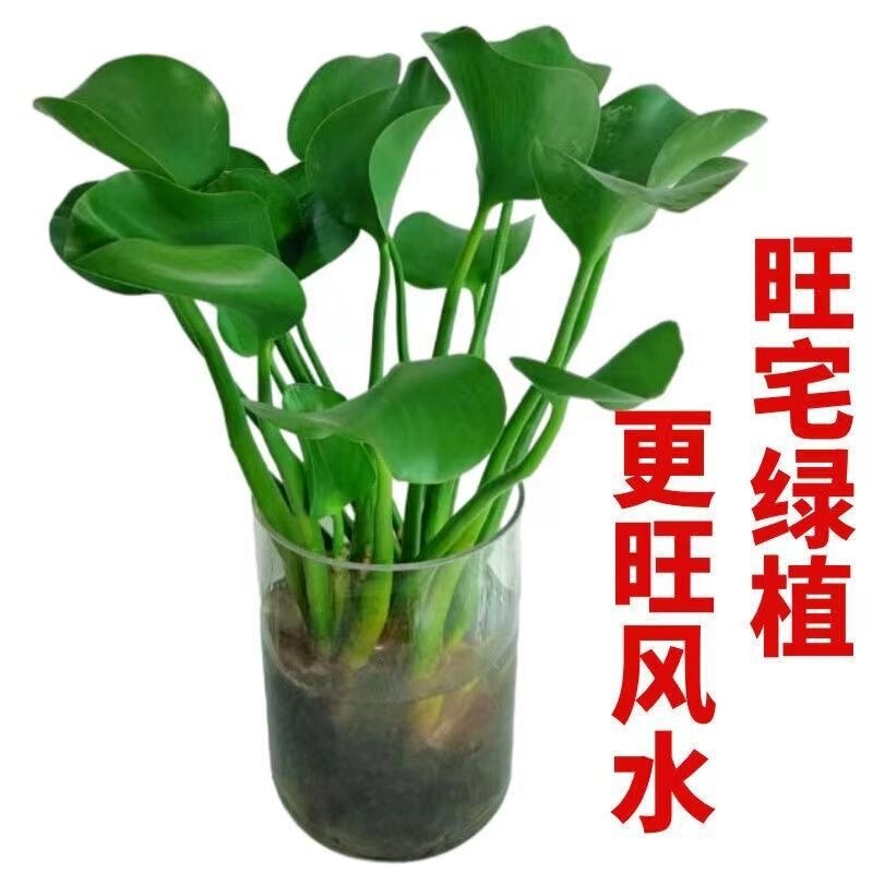 Bring in Wealth and Treasure Ingot Hydroponic Plants Water-Cultured Money Tree Purify the Air Air Green Plants Flower Plants Indoor Flowers