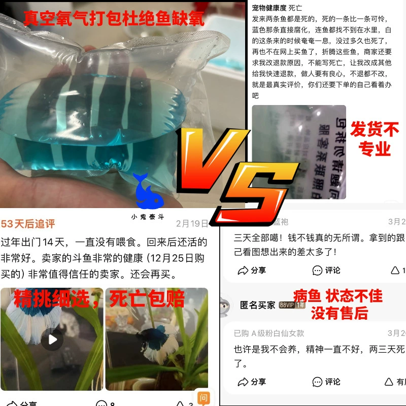 Тайский Douyu Фея месячная чисто белая суперкрасивая материнская рыбка сетка красная домашняя пресноводная тропическая рыбка для аквариума