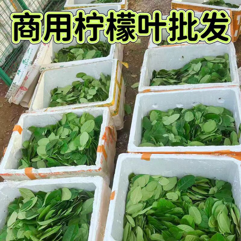 Commercial Fresh Guangdong Fragrant Lemon Leaves, Pure Leaves from Hengxian, Suitable for Sashimi, Barbecue, and as an Ingredient for Tom Yum Soup Commercial Fresh Guangdong Fragrant Lemon Leaves, Pure Leaves from Hengxian, Suitable for Sashimi, Barbecue, and as an Ingredient for Tom Yum Soup