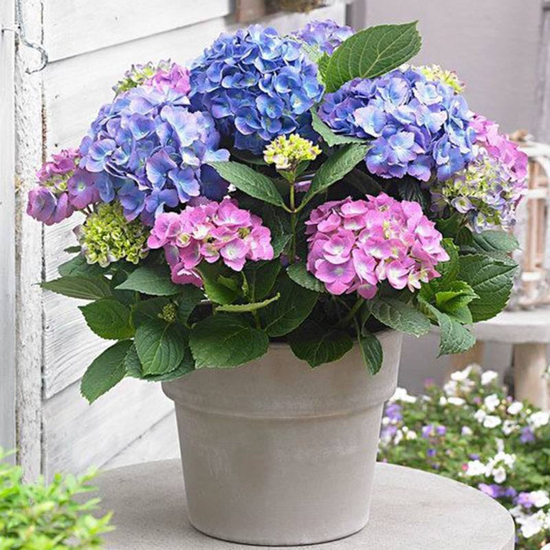 Hydrangea Seedlings, Endless Summer Flowers, Easy to Grow Flowering Potted Flower Plants in All Seasons, Easy to Grow in Indoor Courtyards
