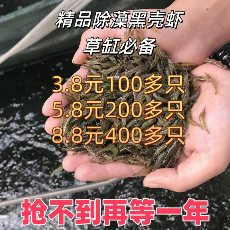 Black shell shrimp algae removal shrimp feed set fresh water ornamental shrimp tank cleaning shrimp landscaping tank algae removal tools shrimp