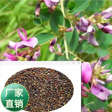 Gѹ˾l GɽoN ֦ӷN 뻱