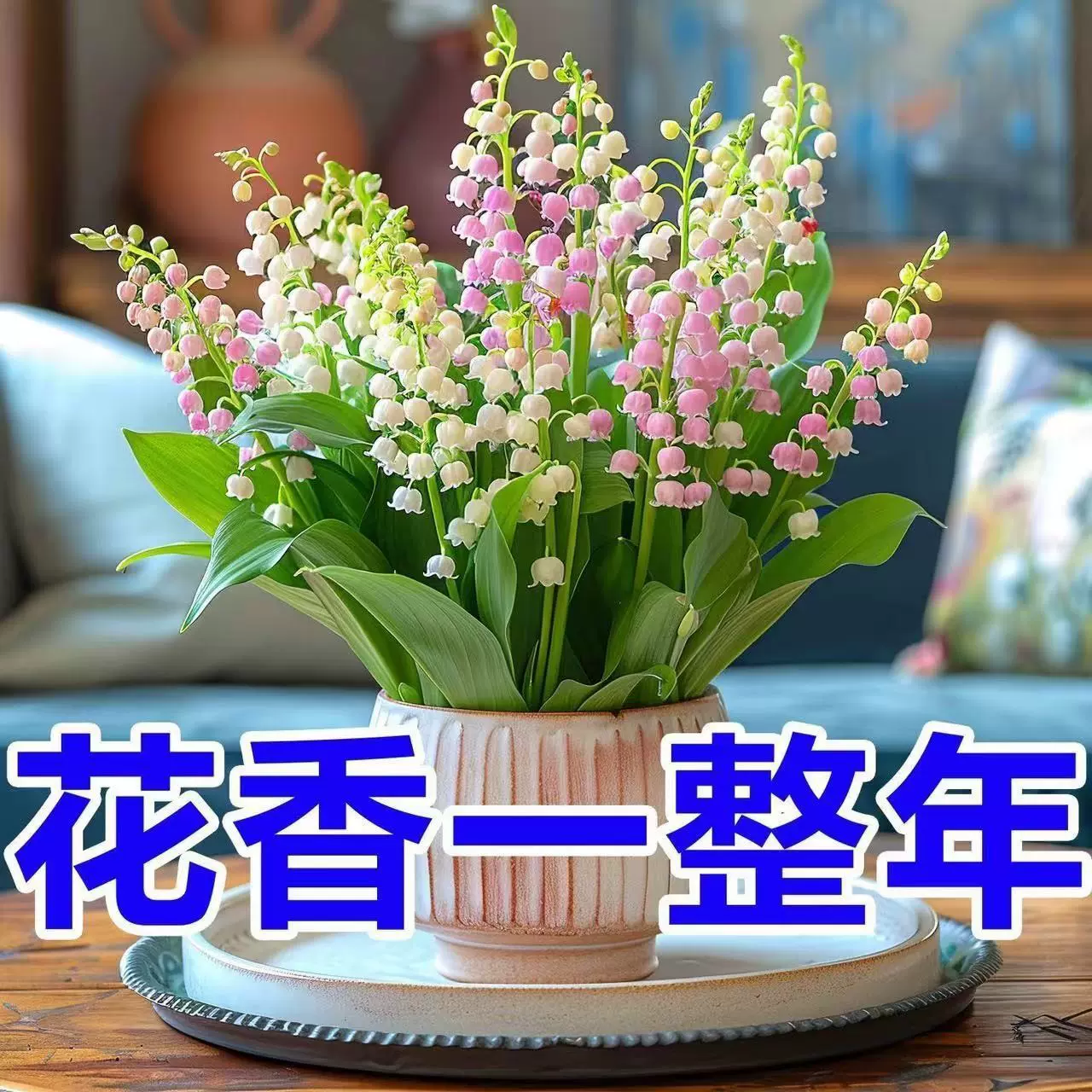 进口香水铃兰花种子盆栽植物耐寒阳台土培四季开花种子籽