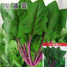 紫菠菜种子大红小叶趴地菜原装四季蔬菜大全批发紫根趴地菠菜种子