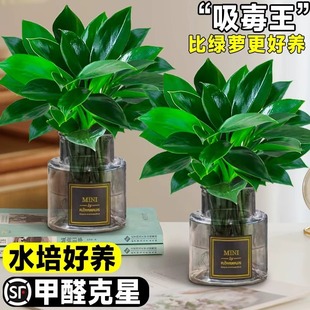 Golden Diamond Potted Plants in the Office, Platinum Diamond Hydroponic Large-Leaf Green Plants, Succulent Balcony, Easy to Feed Flowers for Lazy People