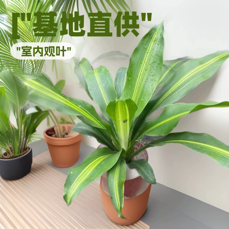 Основные поставки лиственных растений, маленьких горшечных растений с золотыми сердечками, йеменское железо 140 # Оптовая продажа зеленых растений для офиса с чистым воздухом