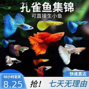 �~��Ꭷ�~���w���B��ȸ�~С�~���R�^�p�~С�͵�ˮ���~�Pβ�~���N