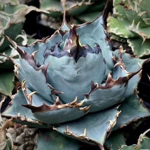 Blue Whale Kernel Crown Green Plant Potted Landscape Succulent Plant Greenhouse Wholesale Agave Cactus Euphorbia