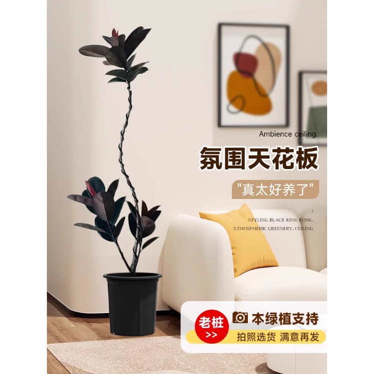 단일 부동 가지 고무나무-1.4- 1.6m - 원래 고무 냄비