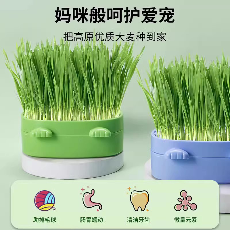 hierba para gatos perezosos semillas de trigo hidropónico sin suelo bulbos de pelo para gatos adultos bulbos de pelo para gatos jóvenes semillas de pelo para gatos menta para gatos artículos para gatos