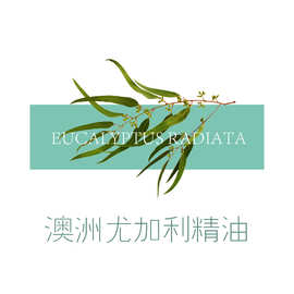 澳洲尤加利精油 澳大利亚产地尤加利精油芳疗按摩香薰精油原料