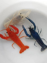 鳌虾观赏虾活体淡水水族清洁虾宠物小龙虾佛罗里达红橘白蓝