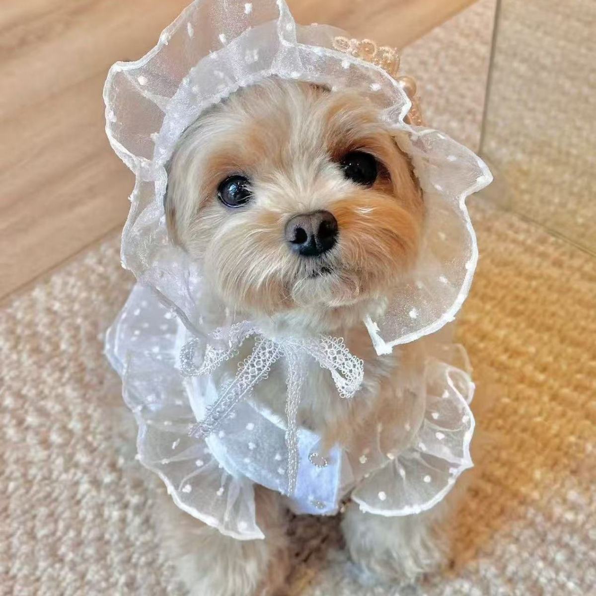 Spetsig prinsessklänning för hundar vår sommar husdjurskläder_voghion.com