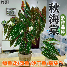 秋海棠盆栽室内绿植沙丁鱼鳟鱼竹节秋海棠粉旗鱼蟆叶海棠观叶植物