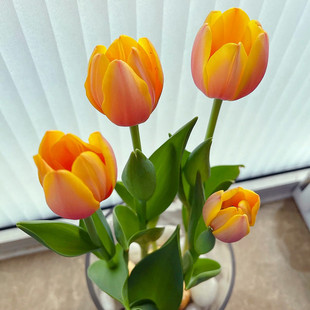 Liyou 5 Tulips 5 Degree Ball Imported Seed Bulb Soil Hydroponic Potted Flower Seedlings Cold-Resistant Seeds Hyacinth