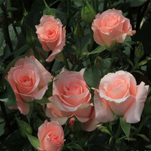 õ�廨�N���ļ��׷N���r�������̨�҃����Ի��Ѽtõ�廨