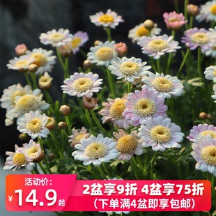 ��������������ͥԺ���@�̨�ݻ�ľ������ݾ���ľ�����A��