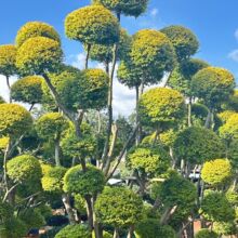 ��������Ůؑ�����ǻ���ͥԺ�e������G��ֲ���ļ��������͘����B