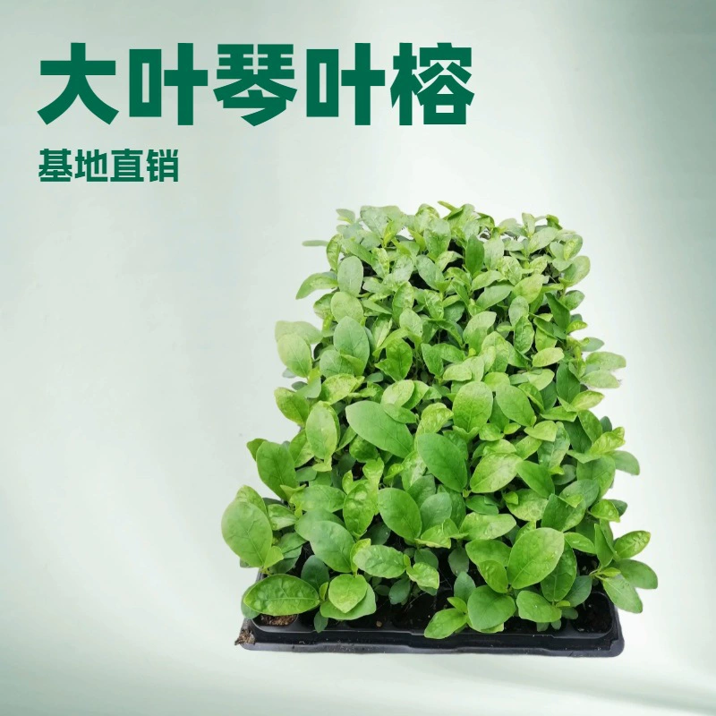 Комнатные и уличные лиственное растения, крупнолистный фикус лирика, декоративные зеленые растения для ландшафтного дизайна, крупные и маленькие зеленые растения в горшках, растения в горшках