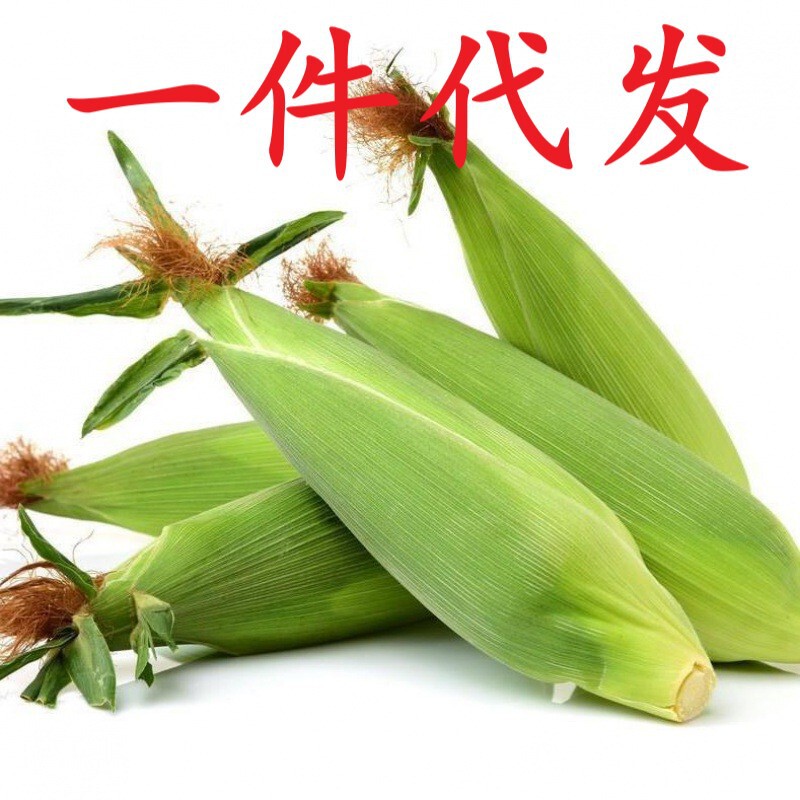 Now pick fruit corn fresh 10kg vegetables glutinous sweet corn cob raw eat tender corn non-vacuum package postage generation Now pick fruit corn fresh 10kg vegetables glutinous sweet corn cob raw eat tender corn non-vacuum package postage generation