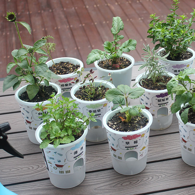 Niños y estudiantes de primaria plantan pequeñas plantas de maceta, flores, tomates, cajas de fresa, interacción entre padres e hijos, jardín de infantes, regalos del 1 de junio image 3