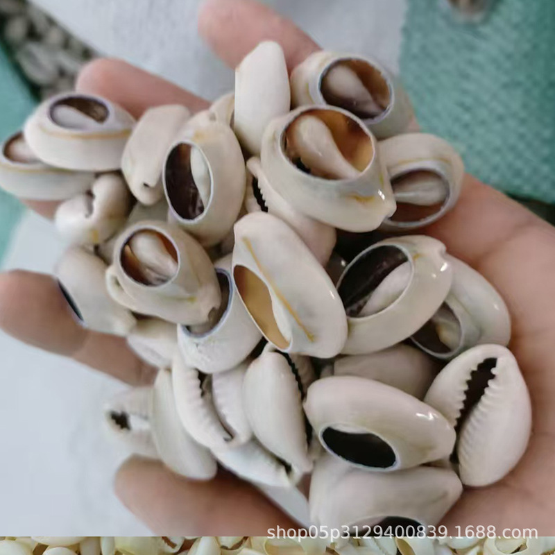 Natural Conch Shells with Gold Edges, 1.3-2.4 Coin-Sized Golden Ring Conch, Handmade Materials for Landscaping Accessories, Slices