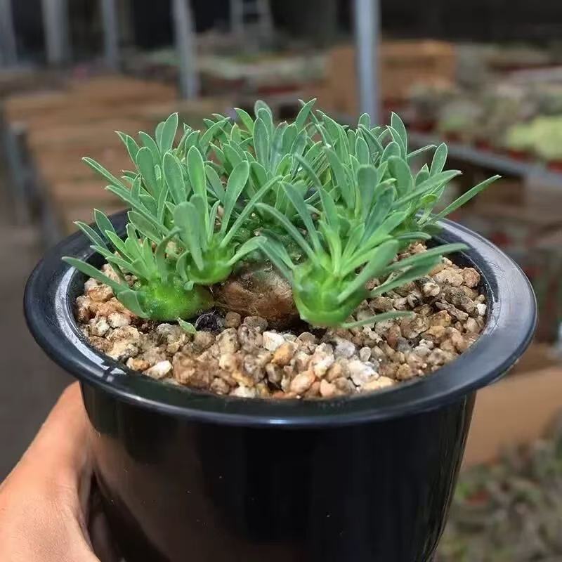 Piña de hierro, piña de la montaña Meishan, plantas suculentas raras, espinacas, peras, buenas estaciones para cultivar plantas verdes de mesa en maceta
