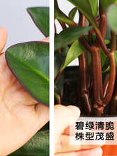 紫邊碧玉植物電腦寶貝植物室內常綠盆栽辦公室凈化空氣小綠植