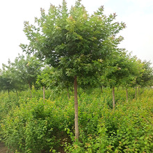 五角枫树批发工程绿化苗木南北方种植成活率高量大优惠五角枫树苗