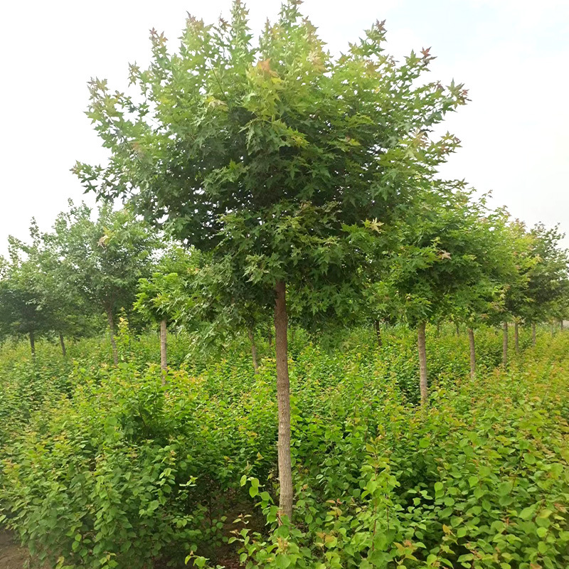 五角枫树批发工程绿化苗木南北方种植成活率高量大优惠五角枫树苗