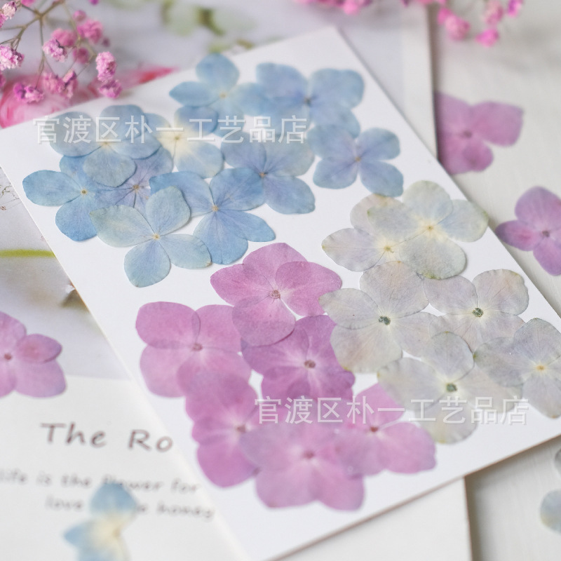 Primary Color Hydrangea Flower Baffer Dried Flower Children's Handmade Infant Sticker Creation Material Bag Pu Fan Photo Frame Bookmark Popular Science Primary Color Hydrangea Flower Baffer Dried Flower Children's Handmade Infant Sticker Creation Material Bag Pu Fan Photo Frame Bookmark Popular Science