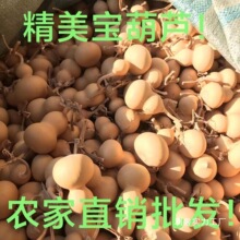 ��Ȼ������J���l����С���JС�������J��Ƥ���J��Ȼ���J���l