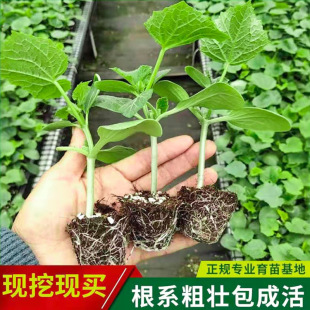 �ļ�ˮ���S�������������߲��������̨�߮a�G���������۷N�紺