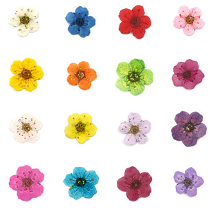 Narcissus Dried Flower Embossed Flower Pearl Plum Five-petal Flower Nail Art Dried Flower Makeup Handmade Glue Dropping Ornaments Plant Specimen