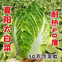 ���50�ײ˷N������ײ˷N�Ӵ�ײ˷N��ԭ�b�ļ��߲˷N�Ӵ�ȫ���l