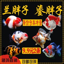 ���ٽ�����ˮ����������С���㲻�ü��½�������ţ�в�̩ʨ����