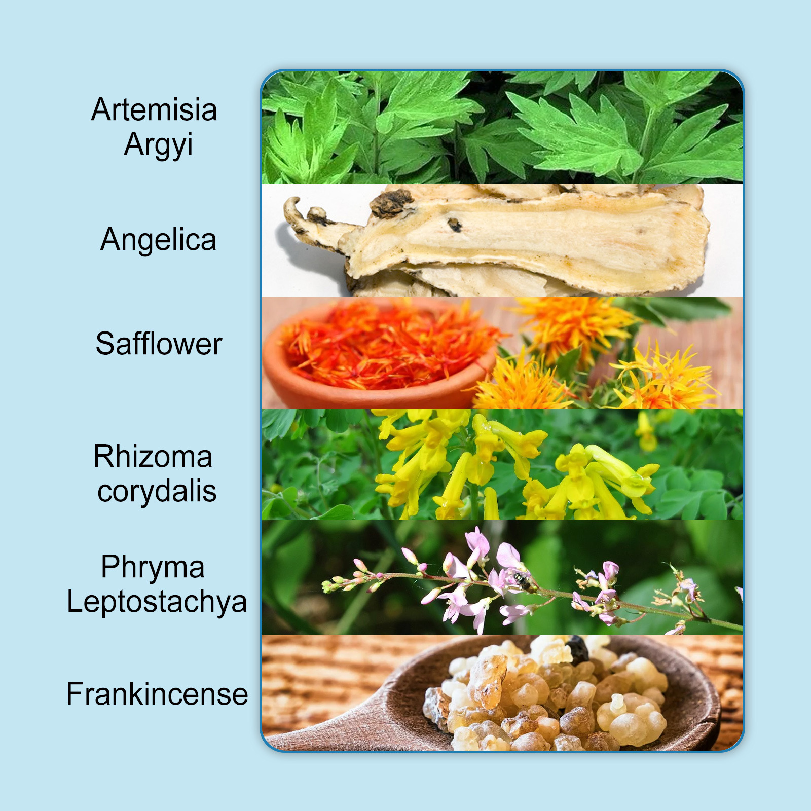 a fibra modeladora mostra curvas, abdômen, aperta os músculos abdominais e é um adesivo corporal de beleza preguiçosa lzy beuty ptch_voghion.com