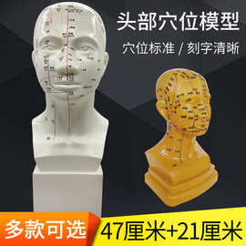 高清头部穴位模型针灸刻字头模带穴位全脸面部假头腧穴人体按摩图