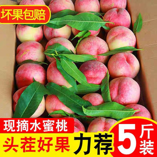 �Fժ���r���Ӽt����ˮ����9�����ë�Ү����ЋDˮ��5��������]