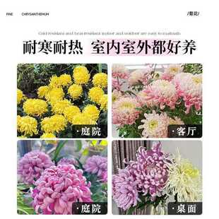 ���羳��؛����þջ��N��ƹ�Ҿջ��N���ļ��_���̨ͥԺ������x