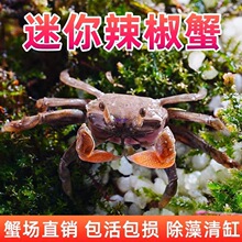 ����зС�зС�~����؛�r�[��؛����з�^�pз���w����tצ����з