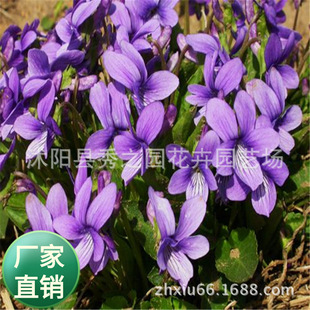 ���l�������޸������ϻ��ض��N�ӵر�ֲ���ͺ����̨�G���^�pʳ��
