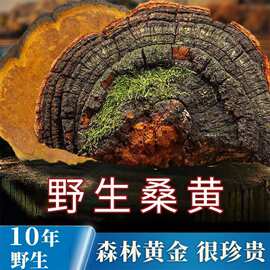 野生桑黄长白山天然山货整枝可切片金边桑黄暴马桑黄菌食药用菌