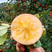 [S]Ĵɽ}ԴOOFժtʿ֭