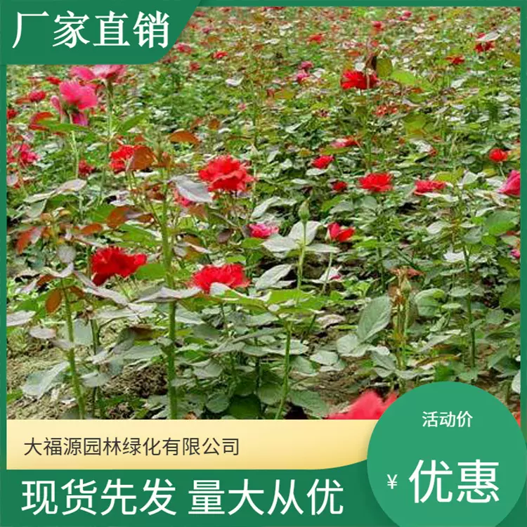基地直销 丰花月季 丰花月 季苗批发 规格齐全 量大从优 