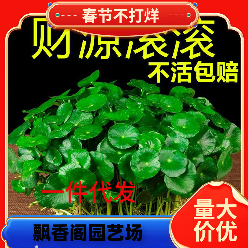 Dropshipping Small Green Plants with Leaves, Copper Coin Grass, Hydroponic Plants, Easy to Grow in All Seasons, Soil Culture Indoor Potted Plants, Large Leaf Money Dropshipping Small Green Plants with Leaves, Copper Coin Grass, Hydroponic Plants, Easy to Grow in All Seasons, Soil Culture Indoor Potted Plants, Large Leaf Money